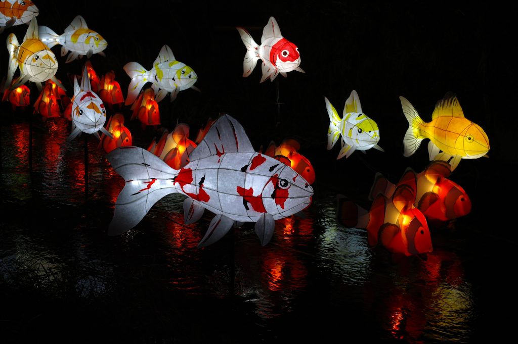 Peces de colores